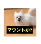 字幕犬2(かわいーぬ)（個別スタンプ：34）