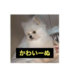 字幕犬2(かわいーぬ)（個別スタンプ：36）