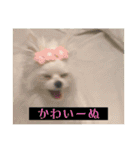 字幕犬2(かわいーぬ)（個別スタンプ：37）