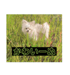 字幕犬2(かわいーぬ)（個別スタンプ：38）