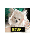 字幕犬2(かわいーぬ)（個別スタンプ：40）