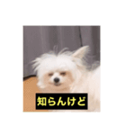 字幕犬(関西弁ver)（個別スタンプ：1）