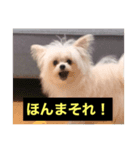 字幕犬(関西弁ver)（個別スタンプ：2）