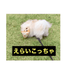 字幕犬(関西弁ver)（個別スタンプ：3）