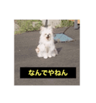 字幕犬(関西弁ver)（個別スタンプ：4）