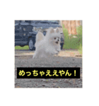 字幕犬(関西弁ver)（個別スタンプ：5）