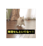 字幕犬(関西弁ver)（個別スタンプ：6）