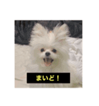 字幕犬(関西弁ver)（個別スタンプ：7）