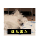 字幕犬(関西弁ver)（個別スタンプ：8）