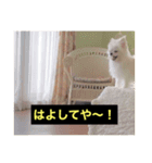 字幕犬(関西弁ver)（個別スタンプ：9）