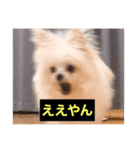 字幕犬(関西弁ver)（個別スタンプ：11）