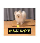 字幕犬(関西弁ver)（個別スタンプ：12）