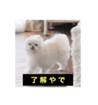 字幕犬(関西弁ver)（個別スタンプ：16）