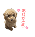 Kevin①（個別スタンプ：4）