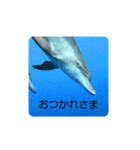 dolphins3（個別スタンプ：15）