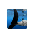 dolphins3（個別スタンプ：30）