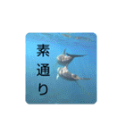 dolphins3（個別スタンプ：31）