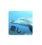 dolphins3（個別スタンプ：35）