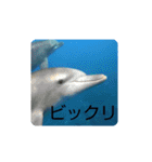 dolphins3（個別スタンプ：36）