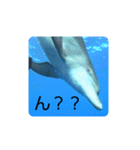 dolphins3（個別スタンプ：37）