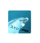 dolphins3（個別スタンプ：38）