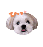 シーズ犬めいなな姉妹 日常ver（個別スタンプ：1）