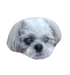 シーズ犬めいなな姉妹 日常ver（個別スタンプ：2）