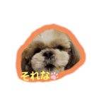 シーズ犬めいなな姉妹 日常ver（個別スタンプ：4）