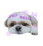 シーズ犬めいなな姉妹 日常ver（個別スタンプ：5）