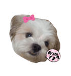 シーズ犬めいなな姉妹 日常ver（個別スタンプ：7）