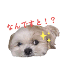 シーズ犬めいなな姉妹 日常ver（個別スタンプ：8）
