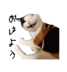 まるんちのねこ（個別スタンプ：1）