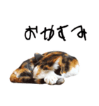 まるんちのねこ（個別スタンプ：2）