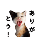 まるんちのねこ（個別スタンプ：3）