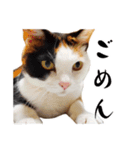 まるんちのねこ（個別スタンプ：4）