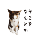 まるんちのねこ（個別スタンプ：5）