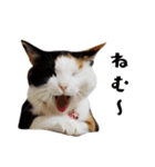 まるんちのねこ（個別スタンプ：7）