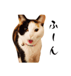 まるんちのねこ（個別スタンプ：8）