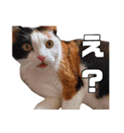 まるんちのねこ（個別スタンプ：9）