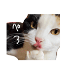 まるんちのねこ（個別スタンプ：10）