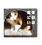 まるんちのねこ（個別スタンプ：11）