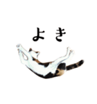 まるんちのねこ（個別スタンプ：12）