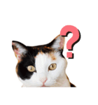 まるんちのねこ（個別スタンプ：13）