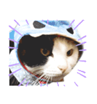 まるんちのねこ（個別スタンプ：15）