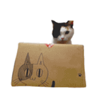 まるんちのねこ（個別スタンプ：16）