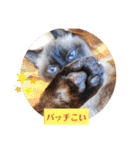 るーだま（個別スタンプ：1）