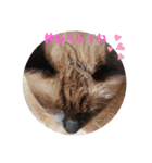 るーだま（個別スタンプ：3）
