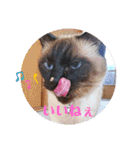 るーだま（個別スタンプ：6）