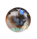 るーだま（個別スタンプ：7）