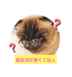 るーだま（個別スタンプ：9）